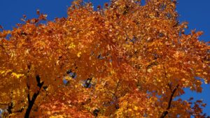 Fall foliage in Arlington