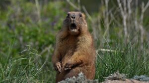 Celebrate Groundhog Day!