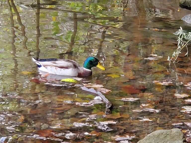 Go on a Bird Walk