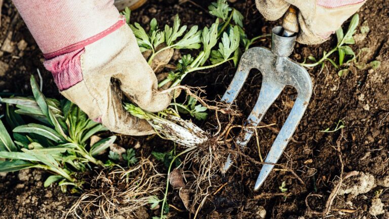 Removing invasive weeds