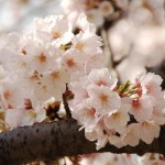 Cherry Blossoms in Washington DC Area - Tidal basin
