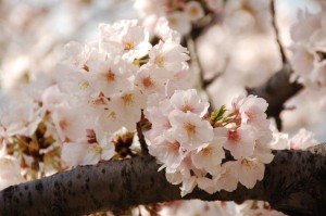 Cherry Blossoms in Washington DC Area - Tidal basin