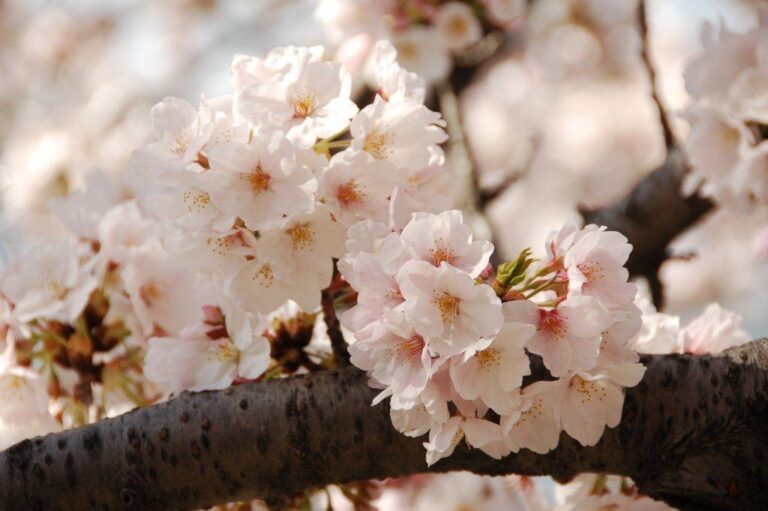 Cherry Blossoms in Washington DC Area - Tidal basin