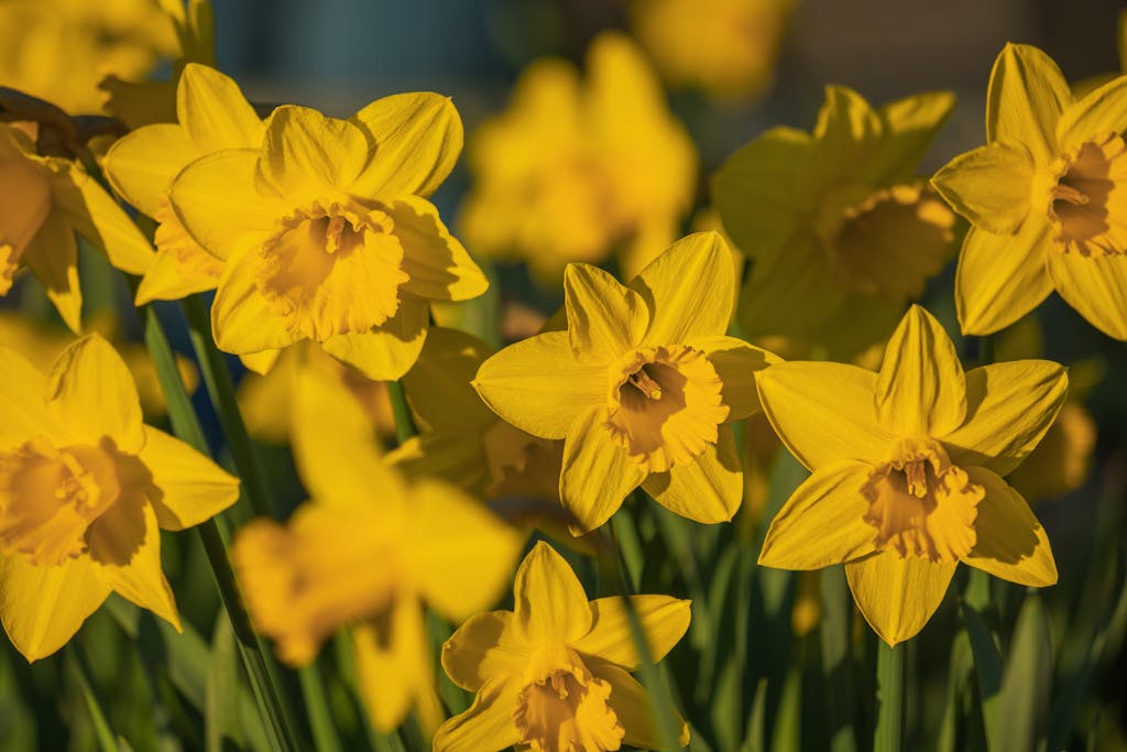 Vivid yellow daffodils blooming in the sunlight, capturing the essence of spring.